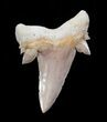 Large Serratolamna Fossil Shark Tooth #3414-1